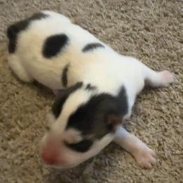 Black and white piebald - Black and white male Siberian Husky puppy in Doswell, Virginia from Shinko Siberians