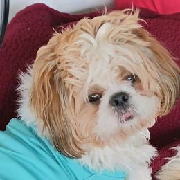 Shih Tzus from Leyla's Shih Tzus