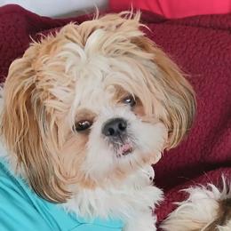 Shih Tzus from Leyla's Shih Tzus