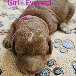 Mount Everest - Red female Labradoodle puppy in Phelan, California from Family Doodles