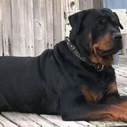 Rottweilers from Lynn's Rottweilers