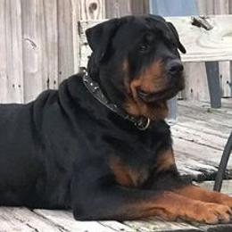 Rottweilers from Lynn's Rottweilers