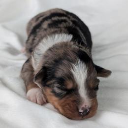 Girl 4 Pink - Blue merle female Australian Shepherd puppy in Yakima, Washington from Naches Heights Ranch