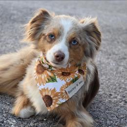 Toy Australian Shepherd Puppies from Kickapoo Creek Aussies