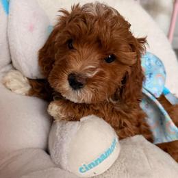 Primrose - Red female Cavapoo puppy in Tucson, Arizona from Cavapoo Puppy Parade