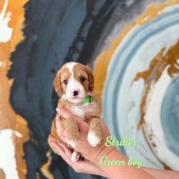Striker - Red  male Goldendoodle puppy in Orangevale, California from Ugly Dad Doodles