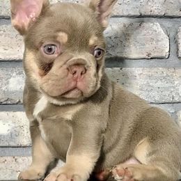 French Bulldogs from Fabulous Frenchies