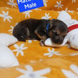 Matthew Blue Collar - Black and red male German Shepherd puppy in Bedias, Texas from TiPi S Ranch's German Shepherds
