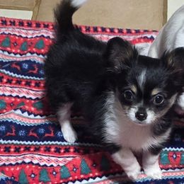 SUSIE - Black and white female Chihuahua puppy in Amity, Pennsylvania from Rhoda and Verna