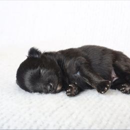 Chihuahua and Pomeranian Puppies from PNW Designer Toy Breeds
