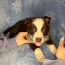 Yellow color - Panda female German Shepherd puppy in Marion, Ohio from Legacy K9’s