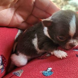 Elijah - Chocolate and white male Chihuahua puppy in Gerald, Missouri from OutLaw Chihuahua's