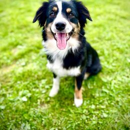 Miniature Australian Shepherd All Grown Up from J&K Mini Aussies