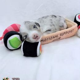 Ebi - Blue merle female Australian Shepherd puppy in Jonesborough, Tennessee from Lotus Australian Shepherds