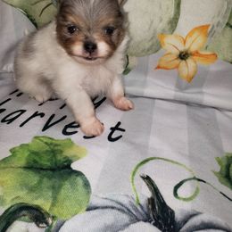 Dior - Blue merle male Pomeranian puppy in Weatherford, Texas from Jeweled Poms