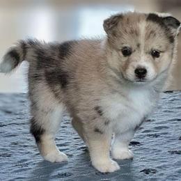 Rakka - Merle female Pomsky puppy in Omaha, Nebraska from Wolfpack Pomskies