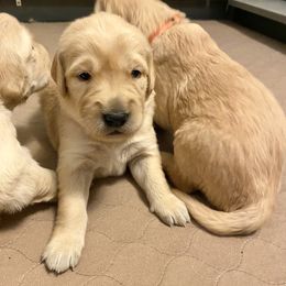 Goldendoodle and Golden Retriever Puppies from Gate City Goldens