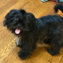 Midnight - Black and white male Shih Tzu puppy in Hickory, North Carolina from PAWSitive Breeders of the Carolinas