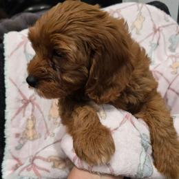 Girl 1 - Red female Cavapoo puppy in Knoxville, Tennessee from Shannan's Cavapoos