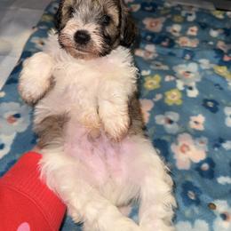 Bucky - Liver male Miniature Schnauzer puppy in Scottsboro, Alabama from EsKay Mini Schnauzers