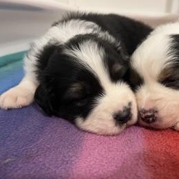 Australian Shepherd Puppies from Cooper Ridge Aussies