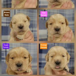 Spark Female 1 - Golden female Golden Retriever puppy in Wauseon, Ohio from Golden Sunrise Retrievers