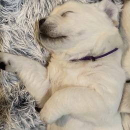 Labrador Retriever Puppies from Luxe Labradors