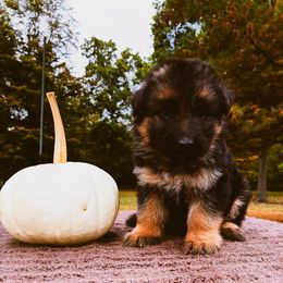 Rebekah (pink) - Black and red female German Shepherd puppy in Union City, Ohio from Heaven’s Angels