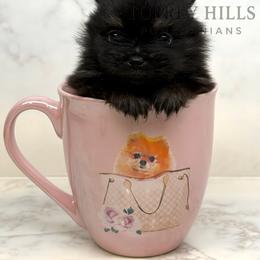 Valentino - Black and tan male Pomeranian puppy in Redlands, California from Torrey Hills Poms