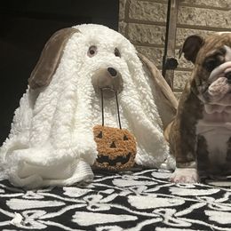 Sheriff Jonny - Red brindle and white male Bulldog puppy in Harrisburg, Pennsylvania from KnockDown Bulldogs
