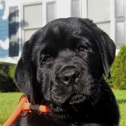 Labrador Retrievers from Russford Labradors