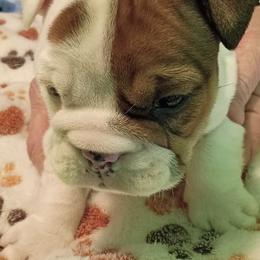 Speckles - White female Bulldog puppy in Salem, Illinois from Itsabulldogthing