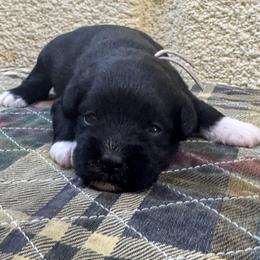 Billy - Black male Miniature Schnauzer puppy in Comanche, Texas from Circle R Sidney