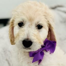 Girl 1 - Cream Goldendoodle puppy in Orlando, Florida from Lorraine's Doodles