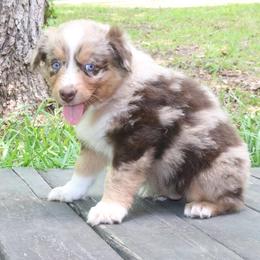 June-Bug - Red merle male Australian Shepherd puppy in Macon, Georgia from Shaina’s Shepherds