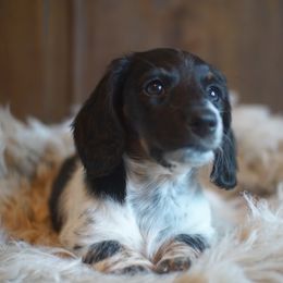 Dachshund Puppies from Dachshund Den