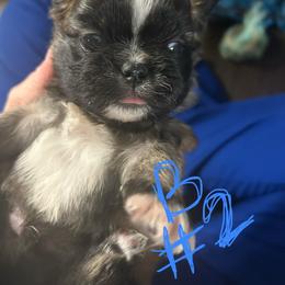 Bugsby - Brindle male Shih Tzu puppy in Slocomb, Alabama from Steps Preppy Pups