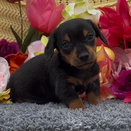 Niko - Black and tan male Dachshund puppy in Desloge, Missouri from Snows Doxies