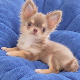 Nin'ya - Chocolate brindled fawn female Chihuahua puppy in Brooklyn, New York from ,, Vajda” chihuahua club