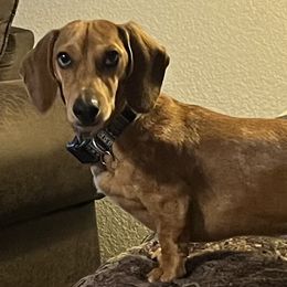 Dachshunds from Kountry Roads Aussies and Doxies