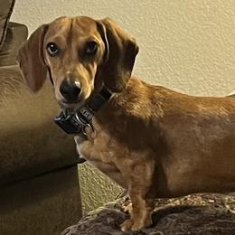Dachshunds from Kountry Roads Aussies and Doxies