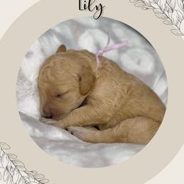 Lily - Apricot female Goldendoodle puppy in Asheboro, North Carolina from Magnolia Farm Doodles