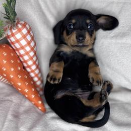 Maven - Black and tan female Dachshund puppy in Fayetteville, Arkansas from Natural State Dachshunds