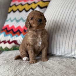 Ginger - Red  female Goldendoodle puppy in Fayetteville, Arkansas from Mountain Grove Doodles