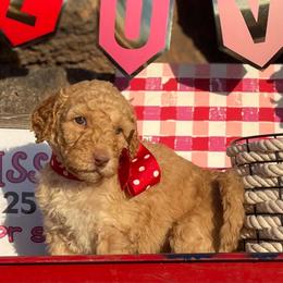 Freya - Apricot female Labradoodle puppy in Murray, Utah from Swann's Kennels
