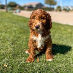 Aussiedoodle, Bernedoodle, Goldendoodle, and Irish Doodle Puppies from Sun Valley Goldendoodles