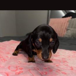 Female 3 - Black and tan female Dachshund puppy in Phelan, California from Elite Parson Russells