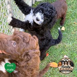 Mr Green - Black and white male Springerdoodle puppy in Kendall, New York from Family Raised Doodles