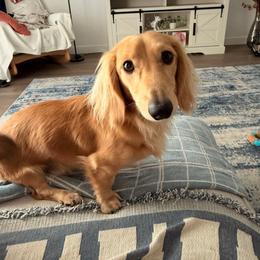Falkor - Dachshund