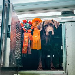 Brandy - Labrador Retriever
